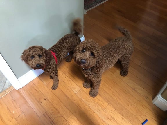 dogs pic